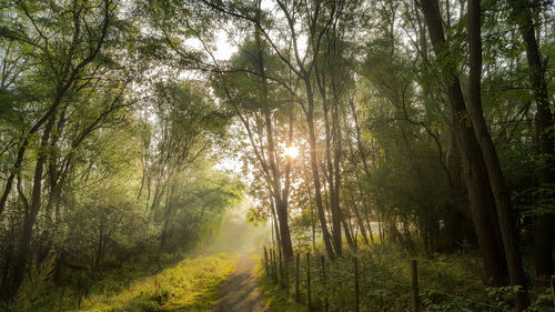 Sunlight streaming through trees in forest