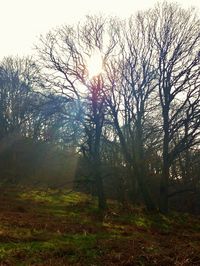 Sun shining through trees