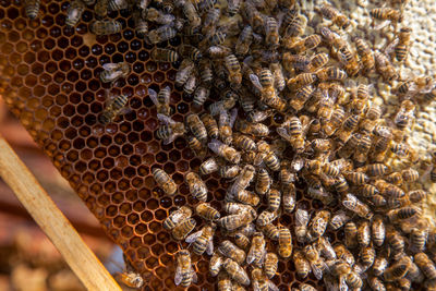 Close-up of bee on table