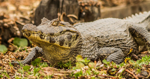 Close-up of turtle on field