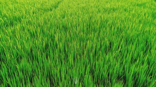 Full frame shot of corn field