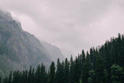 Low angle view of trees by mountains against sky in foggy weather