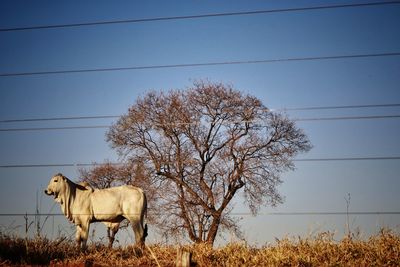 Horse standing on field against clear sky