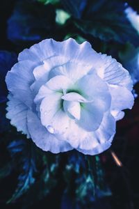 Close-up of white flower