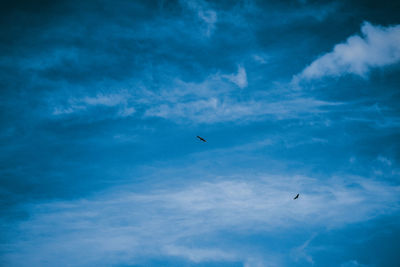 Low angle view of birds flying in sky