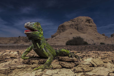 Lizard on rock in desert against sky