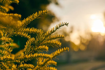 Yew tree taxus baccata branch copy space close up. european evergreen yew tree in beautiful sunlight