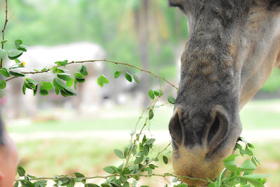 Close-up of a horse