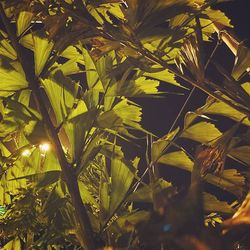 Low angle view of illuminated tree