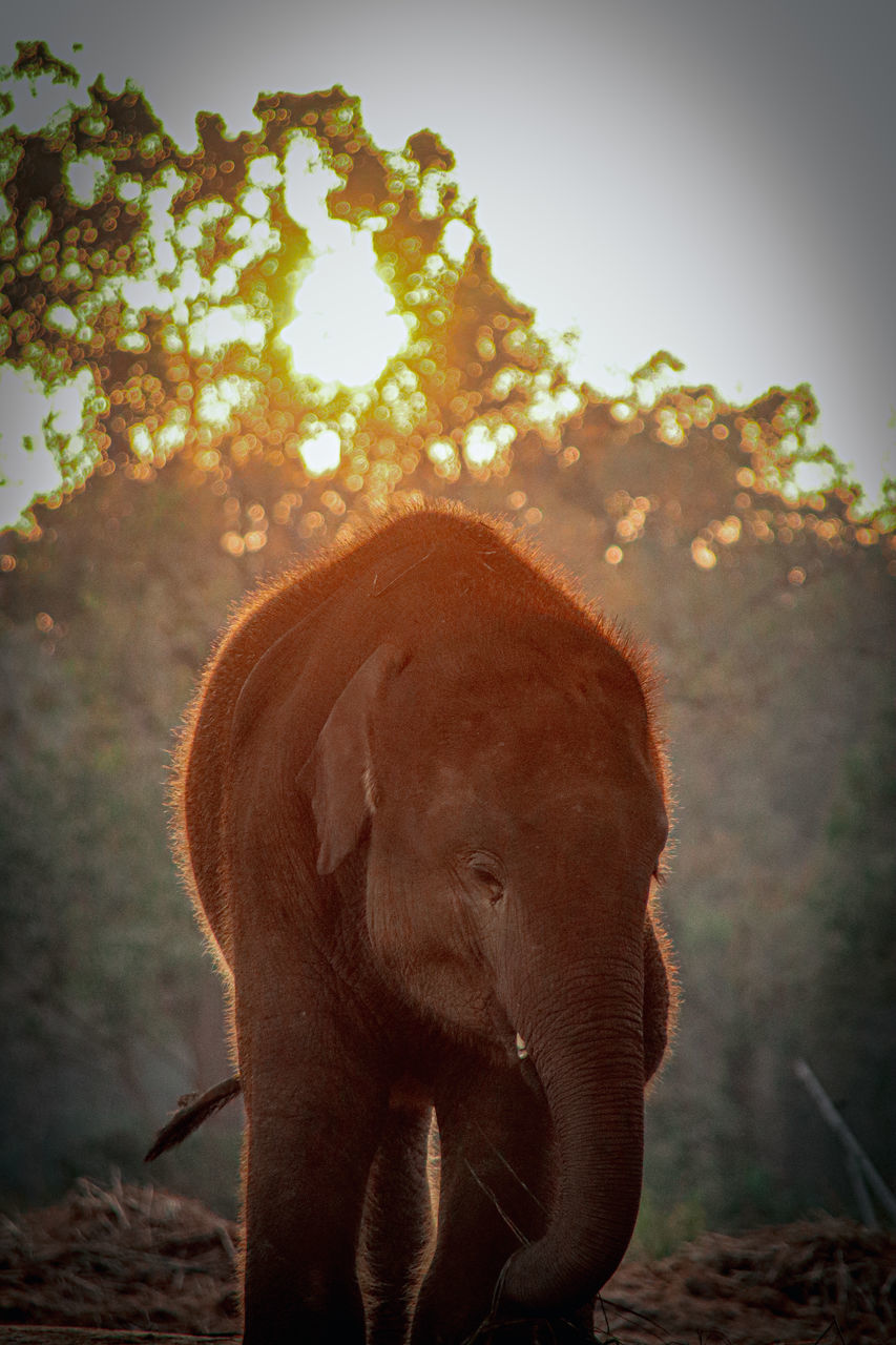 animal, animal themes, mammal, elephant, animal wildlife, one animal, wildlife, indian elephant, tree, nature, plant, animal body part, no people, forest, african elephant, land, environment, outdoors, sky, landscape, standing, sunset, full length, sunlight, day, safari, beauty in nature, walking