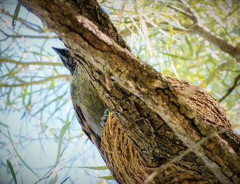 Low angle view of lizard on tree