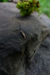 Close-up of insect on leaf