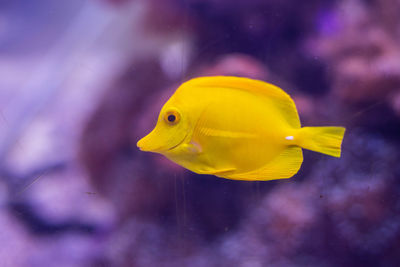 Yellow fish swimming in aquarium