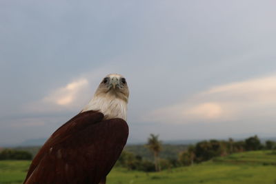 Close-up of eagle against sky