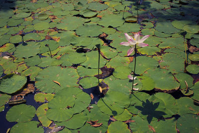 Close-up of water lily in lake