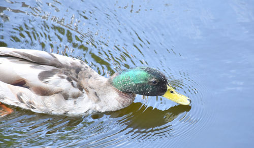 Close-up of duck swimming in lake