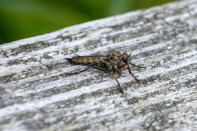 Close-up of insect on rock