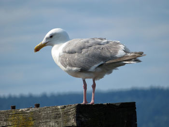 Seagull perching on wooden post