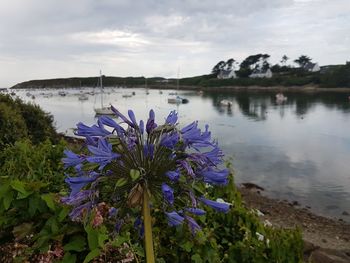 Purple flowering plants by lake against sky