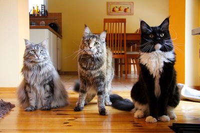 Cat sitting on floor