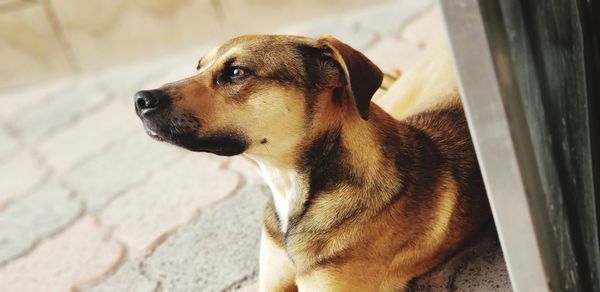 Close-up of dog looking away