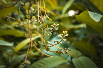 Close-up of flowering plant