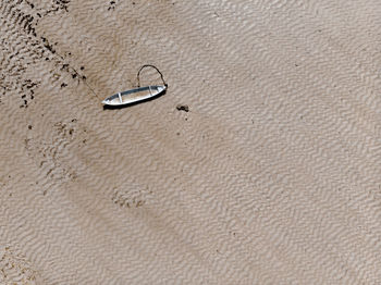 High angle view of animal on beach