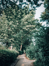 Footpath amidst trees in forest
