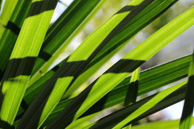 Close-up of palm tree