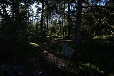 Scenic view of forest