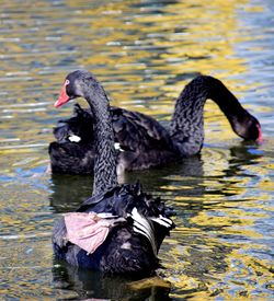 Black swan swimming in lake