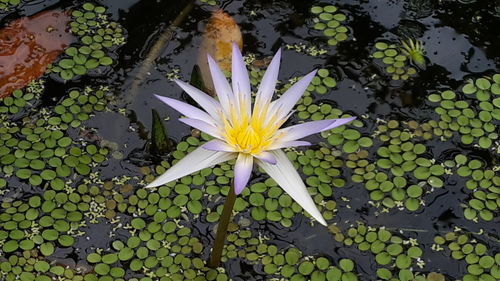 High angle view of lotus water lily in lake