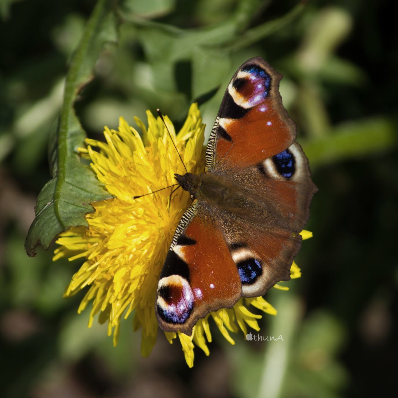 insect, animals in the wild, one animal, animal themes, wildlife, flower, close-up, focus on foreground, butterfly - insect, yellow, butterfly, beauty in nature, pollination, nature, fragility, petal, symbiotic relationship, freshness, animal wing, growth