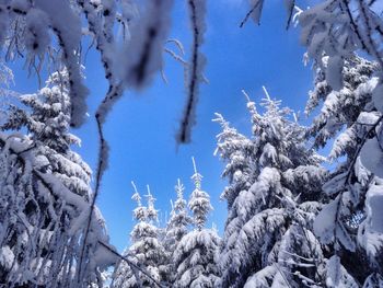 Low angle view of snow covered trees