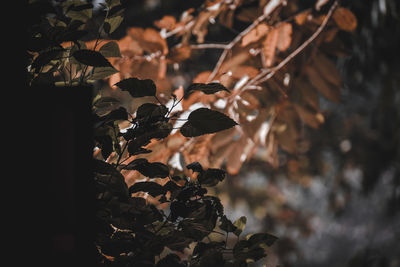 Close-up of plant growing on tree during autumn