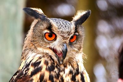 Close-up portrait of a owl