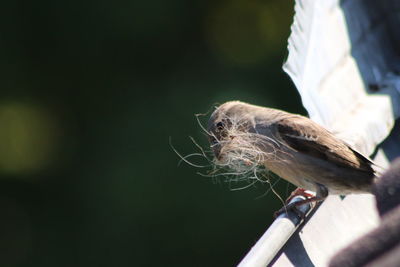 Close-up of bird perching on wood