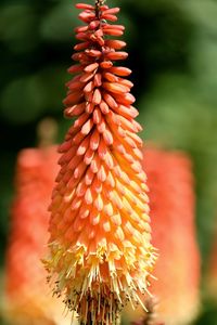 Close-up of red flowers