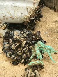 High angle view of crab on beach