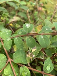 Close-up of wet plant leaves