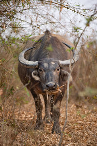 Portrait of giraffe standing on tree