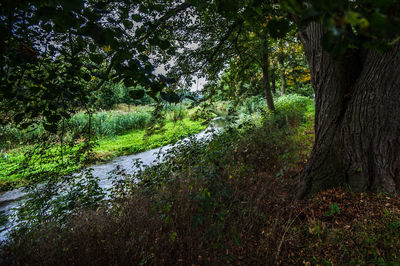 Low angle view of trees in forest