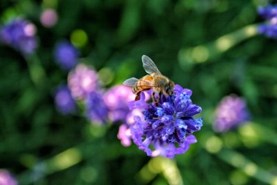 Close-up of honey bee on purple flowers in park