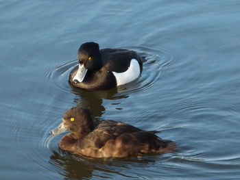 Close-up of duck swimming in lake