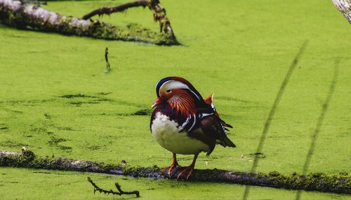 Bird on a field
