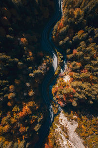 High angle view of road amidst trees during autumn