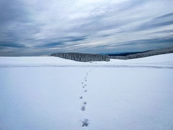Footprints in the snow leading to a forest of evergreen trees covered in snow on a cloudy day 
