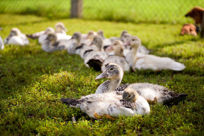 Close-up of ducks on field