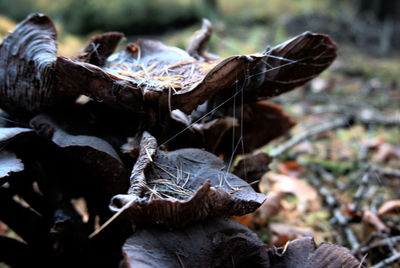 Close-up of dried leaves on wood