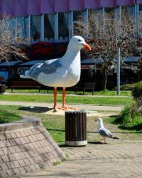 Bird perching on grass